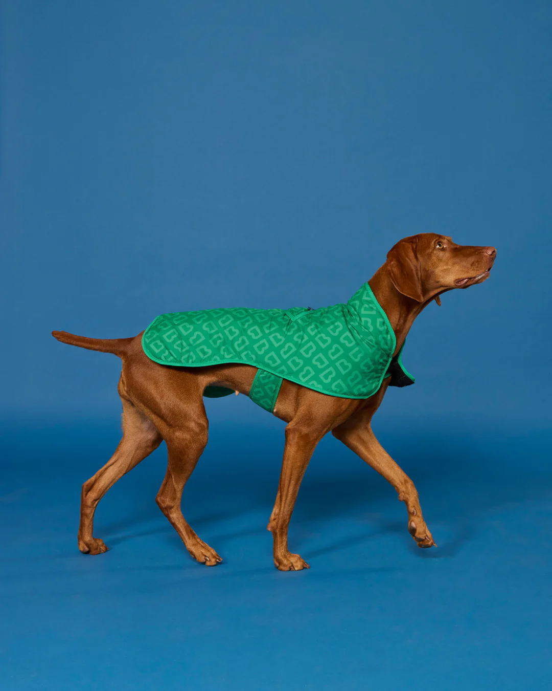 BLUNT - DOG JACKET | MEDIUM | PARK GREEN - Image 10