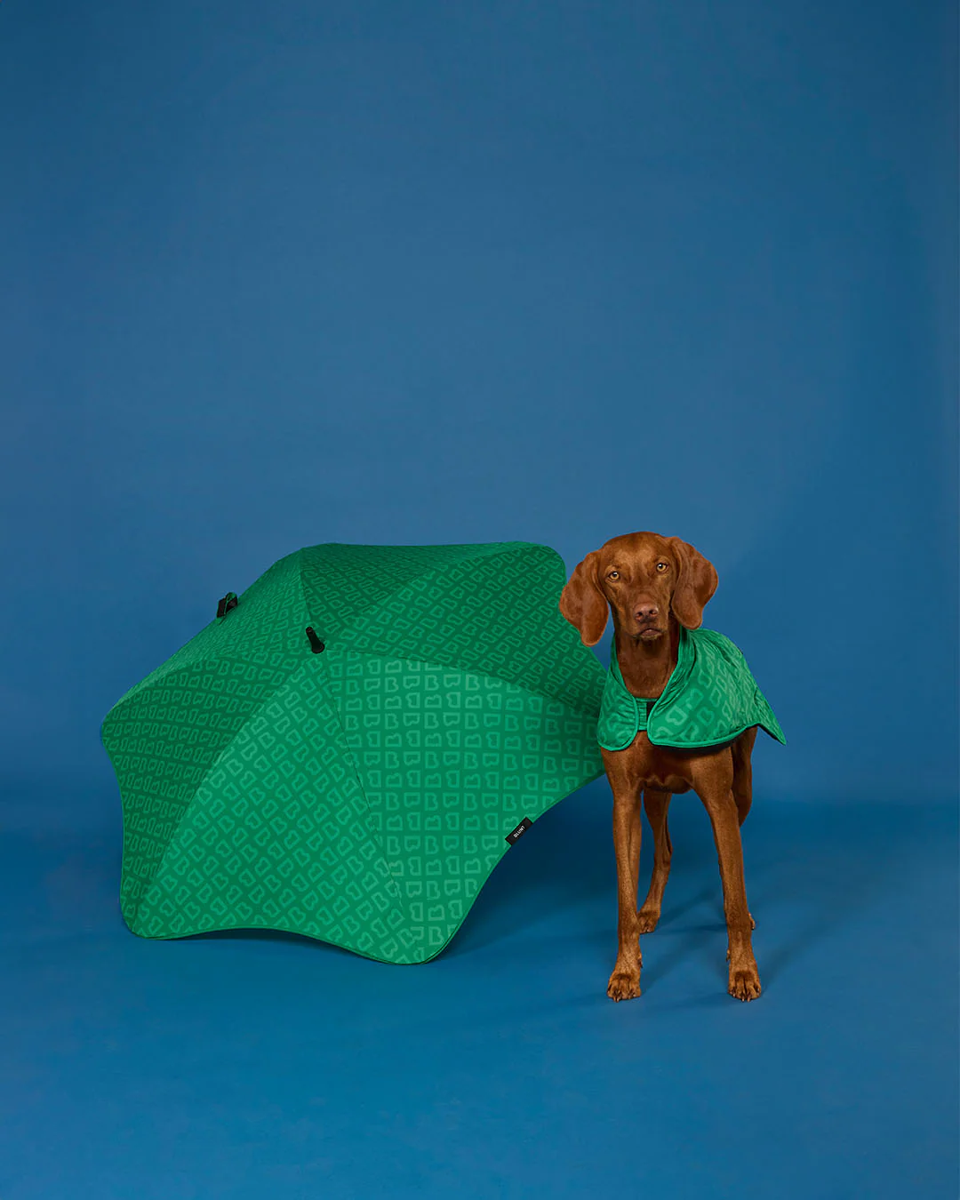 BLUNT - DOG JACKET | MEDIUM | PARK GREEN - Image 6