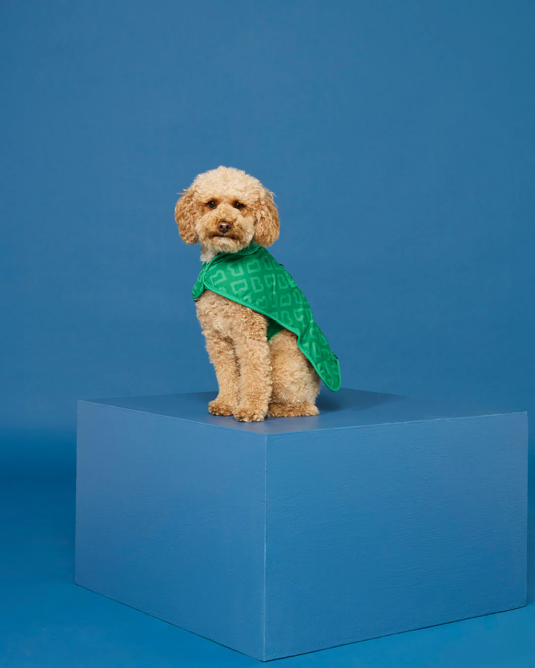 BLUNT - DOG JACKET | MEDIUM | PARK GREEN - Image 9